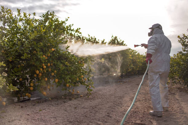 Best Ant Control Services  in Preston, ID