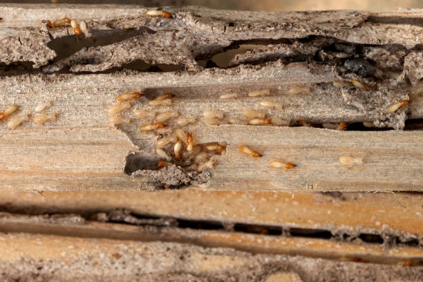Best Bed Bug Extermination  in Preston, ID